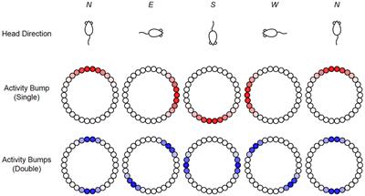 Equilibrium States and Their Stability in the Head-Direction Ring Network